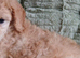 Standard poodle boy