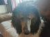 Standard poodle