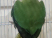 Beautiful ringneck make + Free cage