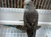 BFBW, BWBF split and hagoromo mutation budgies