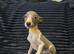 Beautiful Puppies Ready Now