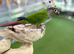 Green cheek conure