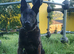 Dutch shepherd