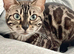 Sociable Gorgeous Seal Sepia Pedigree Bengal Girl
