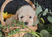 Stunning Multipoo F1B puppies
