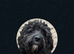 Beautiful mutigeneration Labradoodle