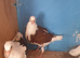 Saddle racing pigeons for sale