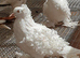 White frill back pigeons for sale