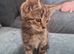 Beautiful tiny little girl. Ready now