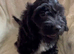 Absolutley gorgeous Cockapoo x puppies