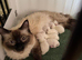 Last male ragdoll