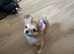 Tea cup chihuahua