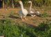 Two geese - male and female
