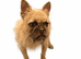 Female wirehaired french bulldog