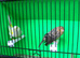 Pair Of Canaries £40 The Pair.