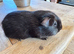 Female Guinea pigs