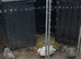 2 Muscovy female ducks