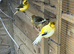 3 beautiful Canary