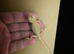 Bearded Dragon Babies Available