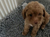 Tiny Toy Poodle
