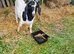 Alpine x Boer Proven Billy