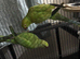 Indian ringneck with cage