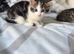 4 kittens