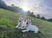 West highland terrier girls