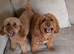 8 Beautiful FB1 Cockapoo’s Looking For Their Forever Homes.