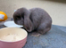 Mini lop lilac Bunny