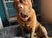 KC registered Male dogue de Bordeaux