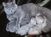 British shorthair kittens