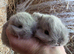 Baby Maten Smoke Netherland Dwarf