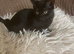 gorgeous black kitty