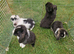 Mini Lops Ready Now