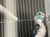 Tamed parrotlet