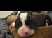 Mum is a spaniel cross staffy and Dad is a chocolate lab