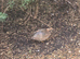 Chinese painted and button quail