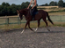 Beautiful chestnut Gelding