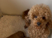 KC Registered Red Toy Poodle Puppies - DNA Health Tested Parents