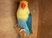 Beautiful love Bird for sale
