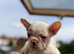 FLUFFY CARRIER FRENCH BULLDOGS