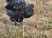 Bielefelder x chicks