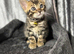 Beautiful Bengal Kittens Looking for Their Forever Homes.
