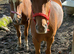 The Newforest Boys need new family's!!