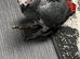 Baby African Grey Parrot