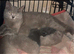 Ready to leave lilac and blue bsh kittens