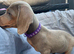 LAST Miniature Dachshund Puppy Ready for Their Forever Homes!