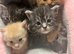 Maine Coon kittens for sale 5 left