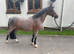 Strawberry Roan Gelding